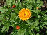 Calendula 2